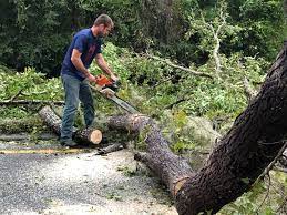 Trusted Wellington, CO Tree Removal Experts