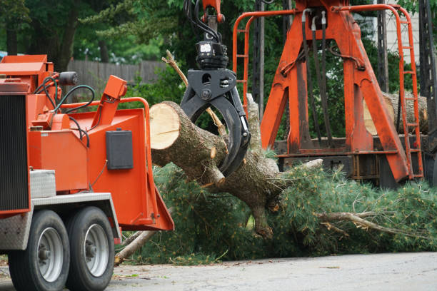 How Our Tree Care Process Works  in  Wellington, CO