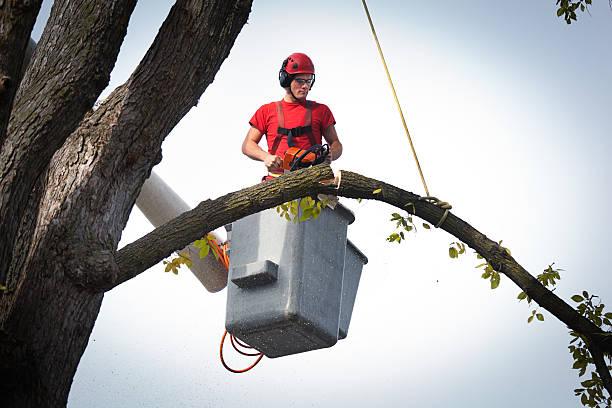 Best Emergency Tree Removal  in Wellington, CO