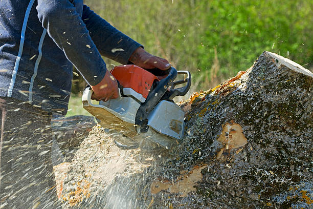 Best Tree Removal  in Wellington, CO