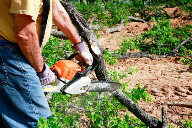 Lawn Grading and Leveling in Wellington, CO